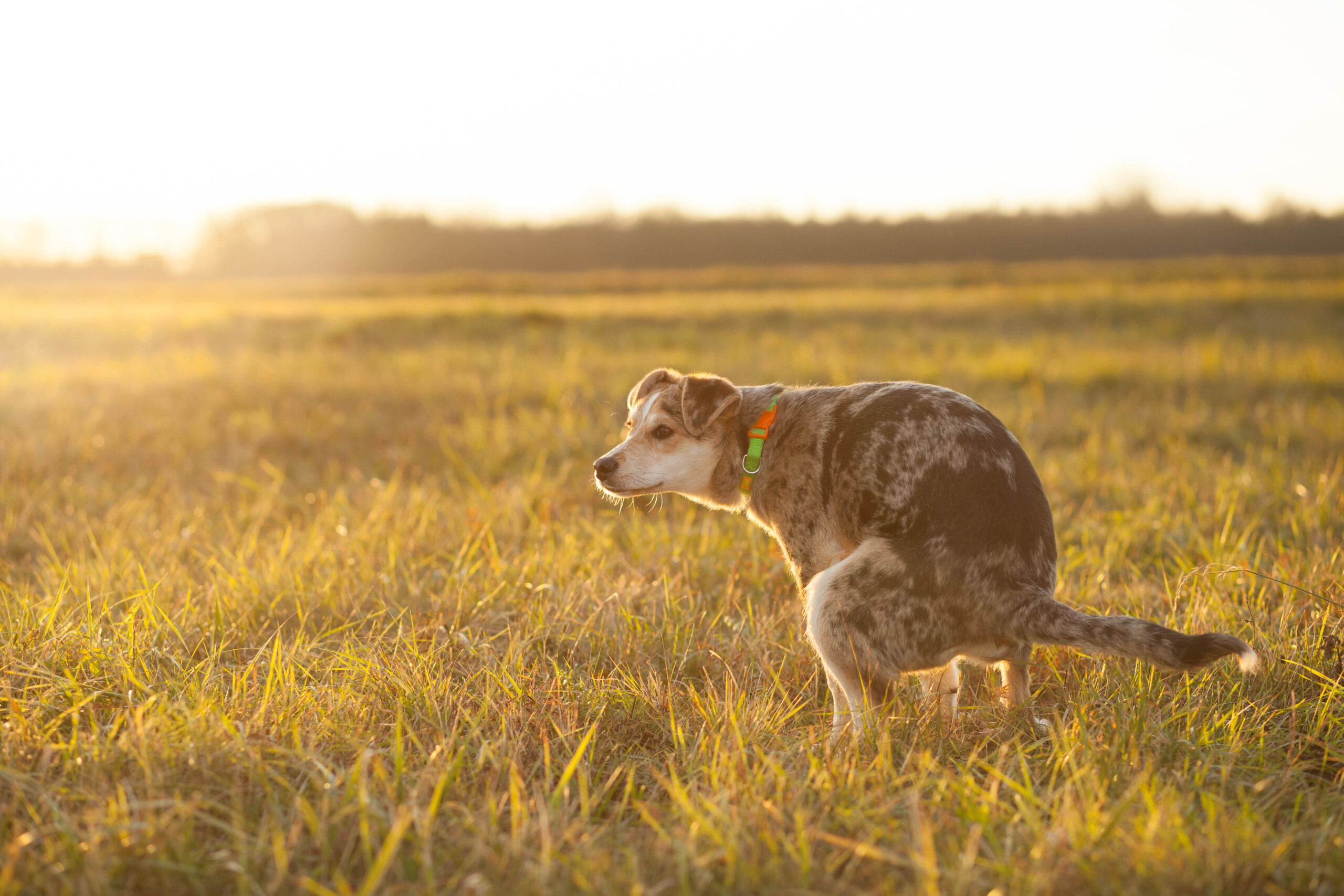 Brown-mixed dog pooping at huge field during lovely sunset (color toned image)